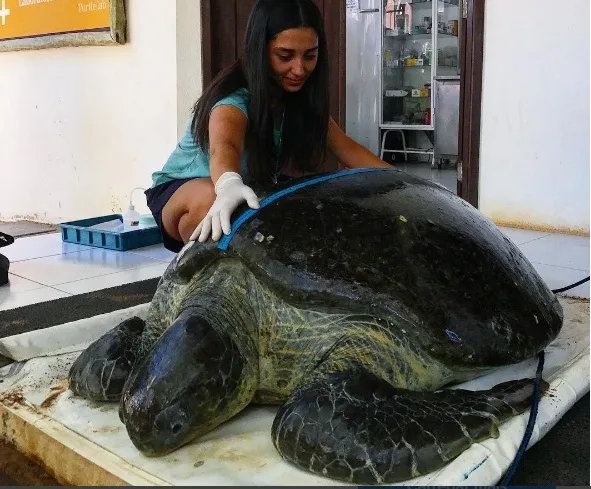 Projeto TAMAR seleciona voluntários para atuar em Guriri