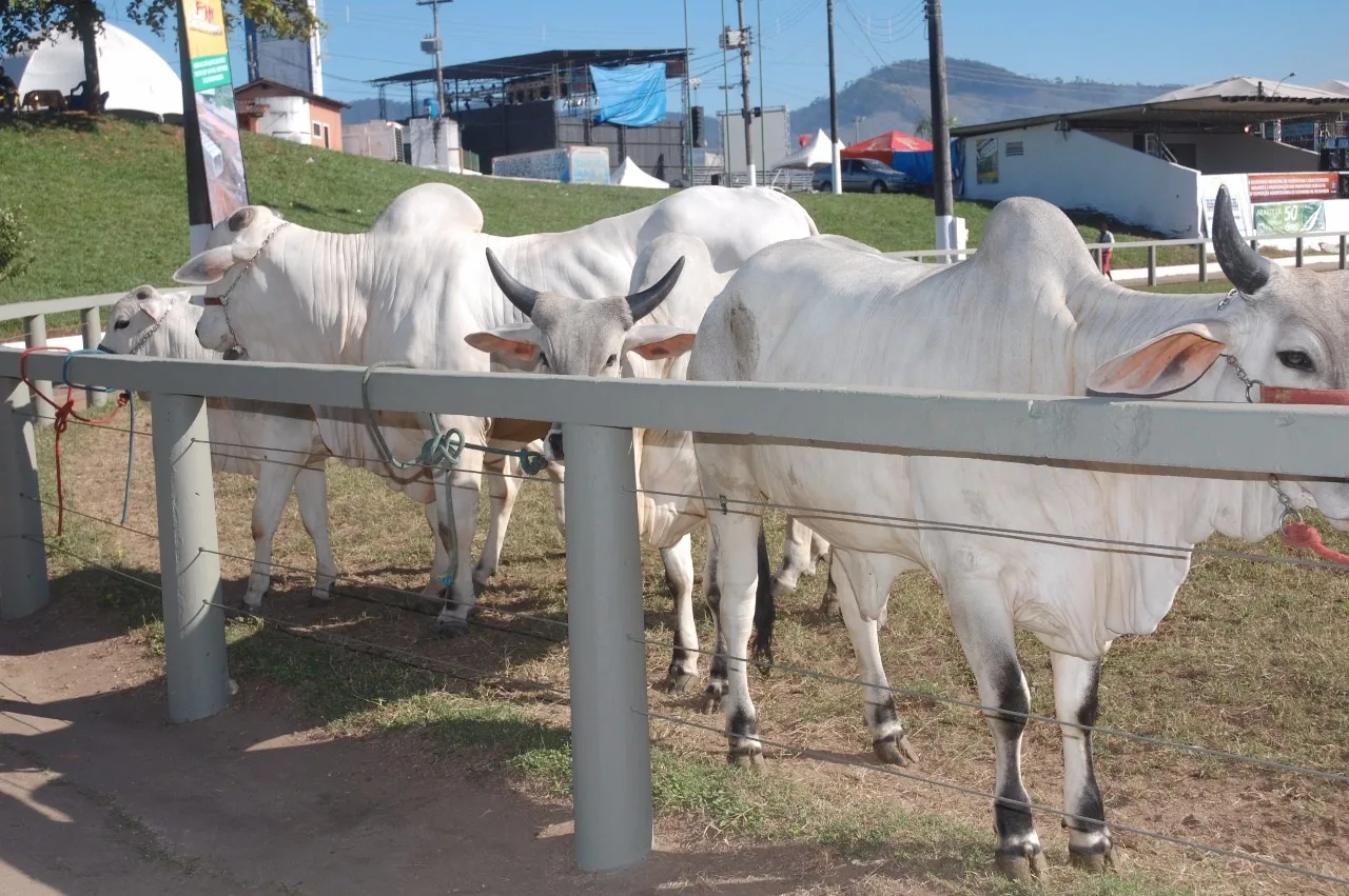 Agricultura aprova plano para acabar com vacinação contra aftosa até 2026