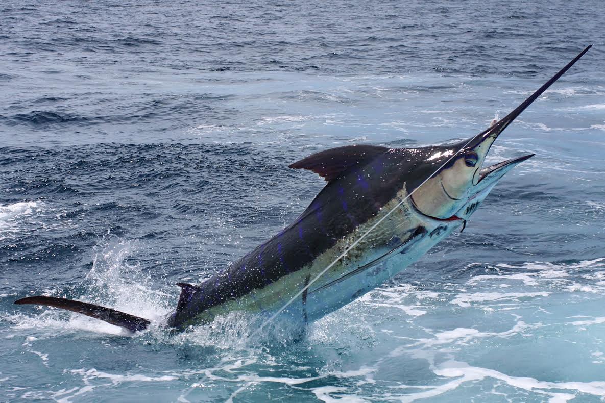 Atenção pescadores! Está aberta a alta temporada de pesca esportiva no ES