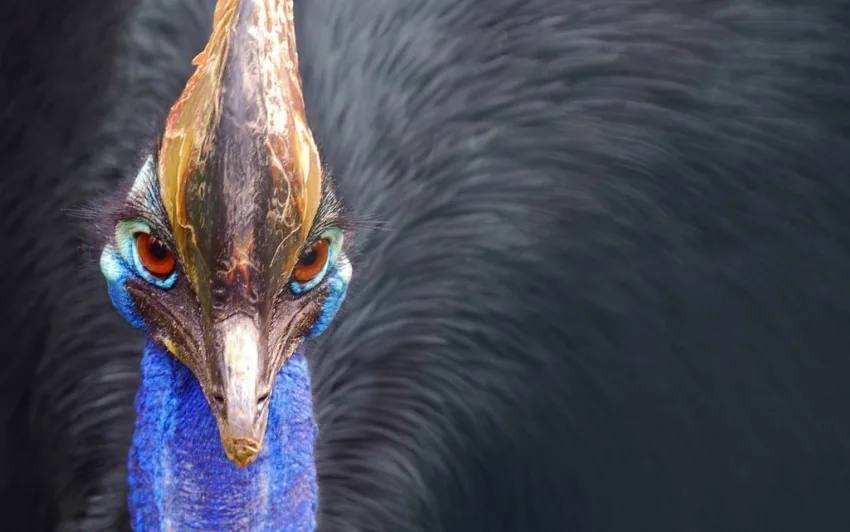 Ave mais perigosa do mundo mata próprio criador nos EUA