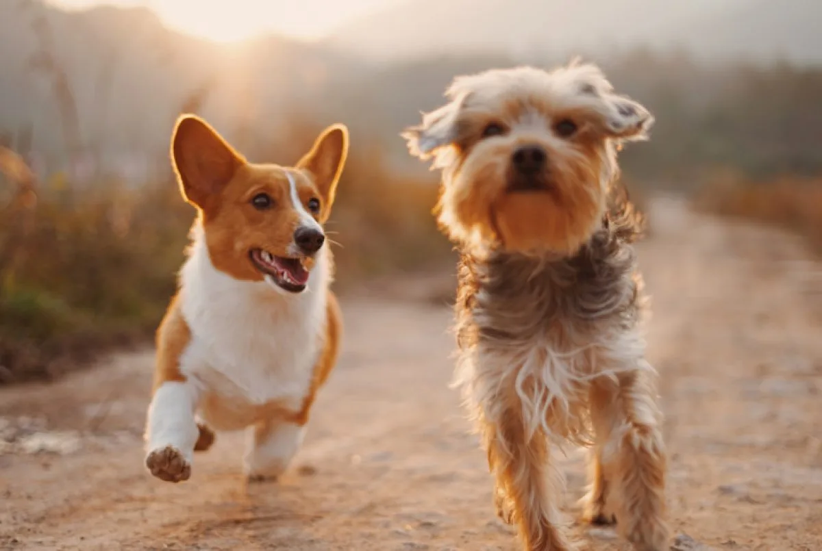 Doenças de outono: quais cuidados é preciso ter com os pets?