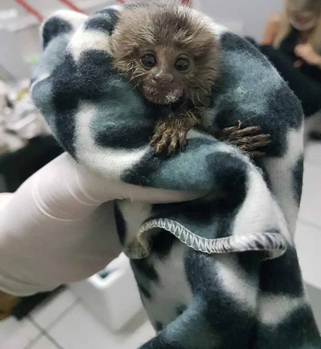 ONG acolhe 68 filhotes de saguis apreendidos em operação