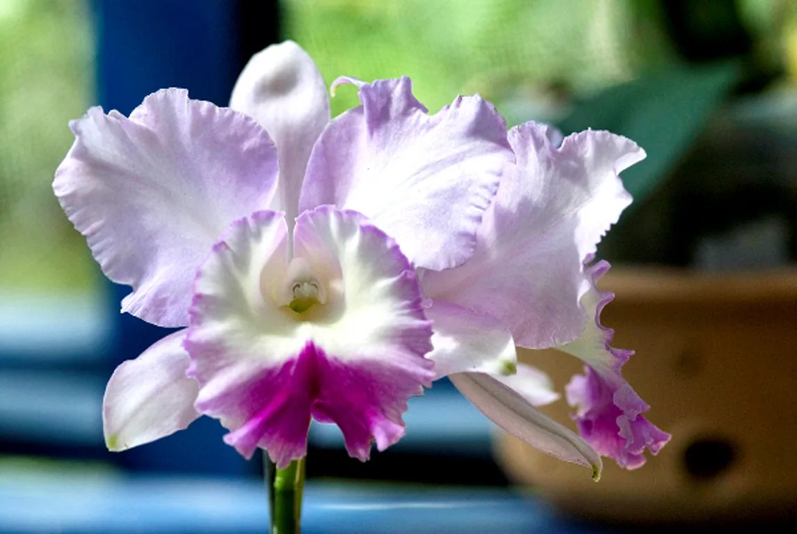 Domingos Martins reúne produção capixaba de flores e plantas ornamentais na VI Expoflor