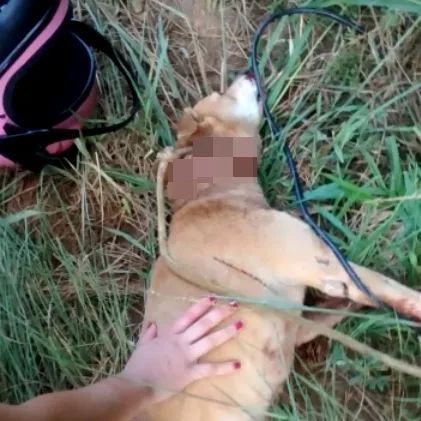 Motociclista é flagrado arrastando cachorro em asfalto em Iúna