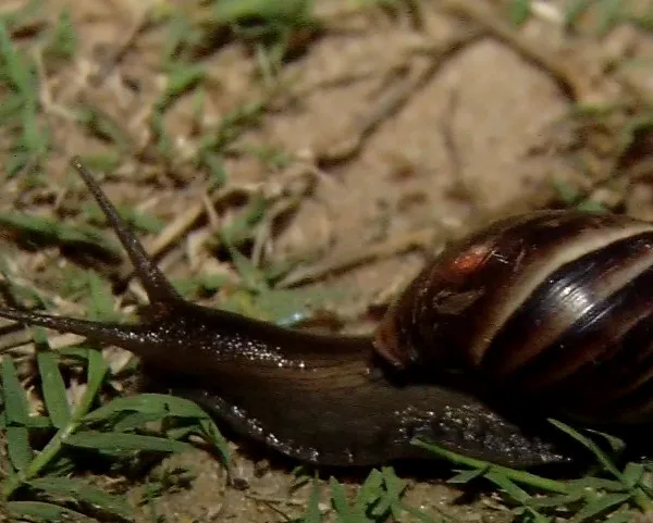 Caramujos africanos invadem orla da Praia da Costa