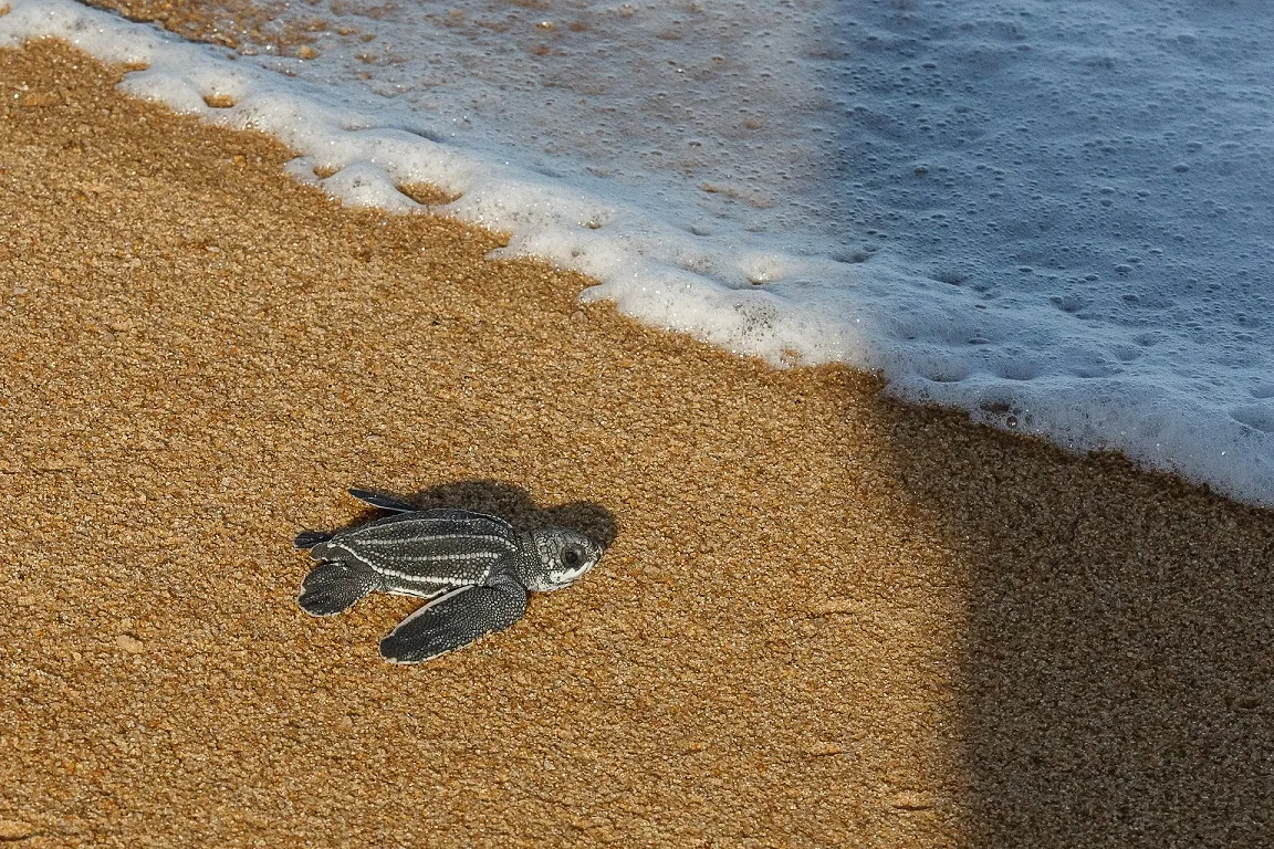 Linhares_ES, 30 de janeiro de 2016 samarco_linhares Abertura de ninhos de tartarugas na praia de regencia. Foto: JEFFERSON ROCIO