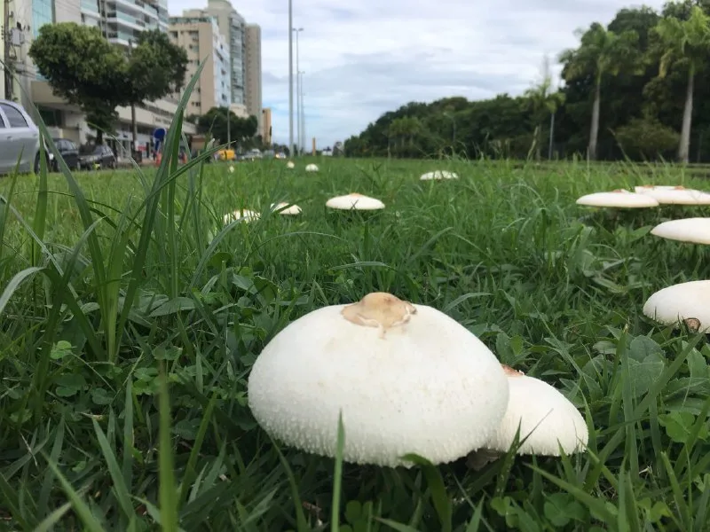 Proliferação de cogumelos intriga moradores da Grande Vitória