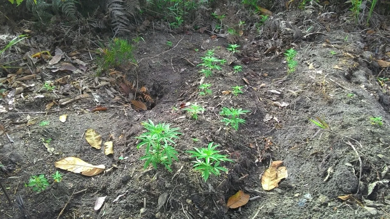 Plantação com 110 pés de maconha é descoberta em Divino de São Lourenço