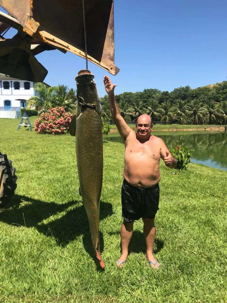 Tamanho de peixe Pirarucu surpreende proprietários de fazenda em Santa Leopoldina