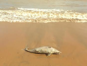 Golfinho é encontrado morto em praia do Sul do ES