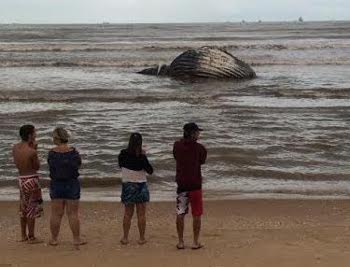 Baleia Jubarte é encontrada em Camburi e atrai curiosos