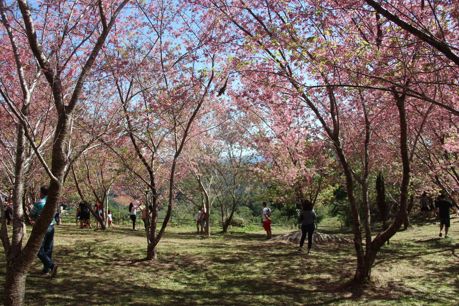 GALERIA | Ainda dá tempo de apreciar o Bosque das Cerejeiras em Pedra Azul. Veja como chegar!