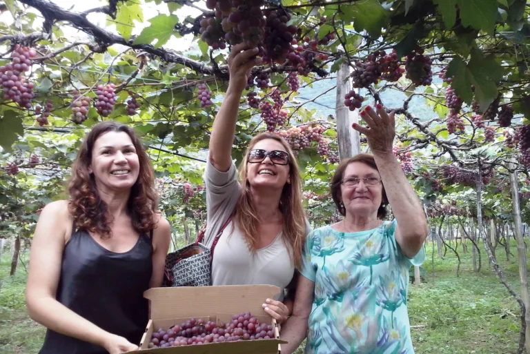 Colheita da uva começa nesta quinta-feira e atrai visitantes em Alfredo Chaves