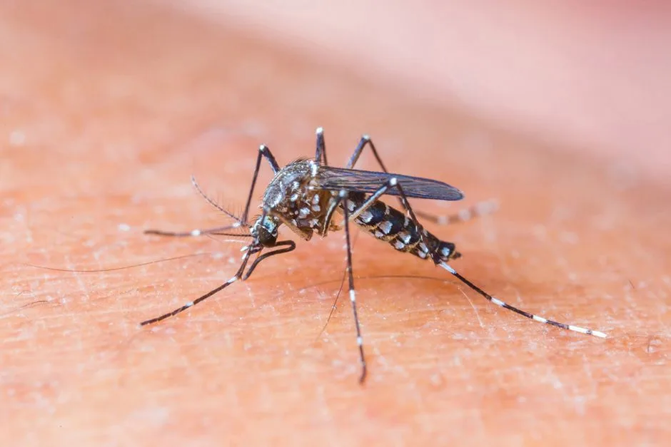 Cachoeiro terá mais de 300 armadilhas para combater mosquito Aedes aegypti