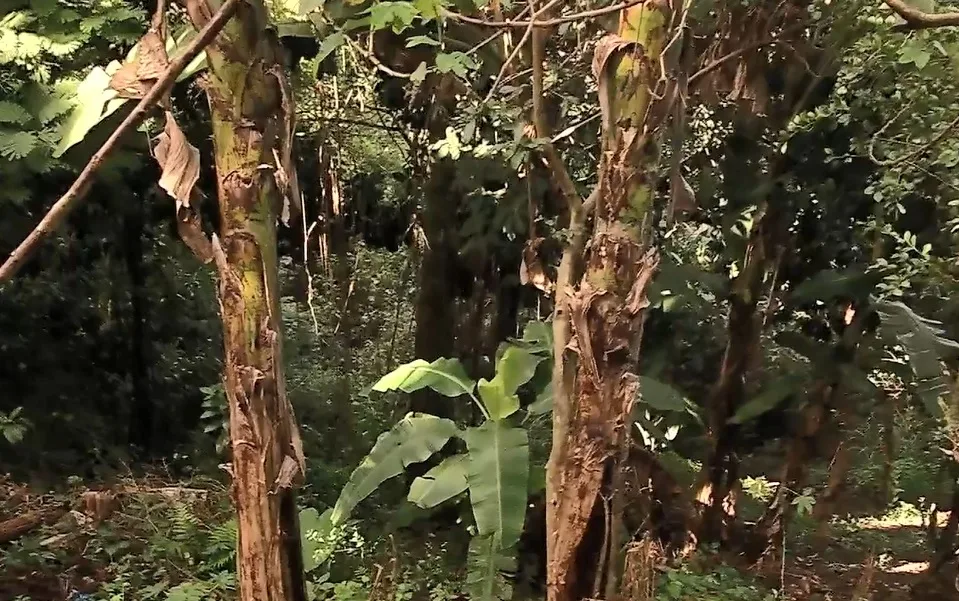 Corpo é encontrado em avançado estado de decomposição dentro de brejo na Serra