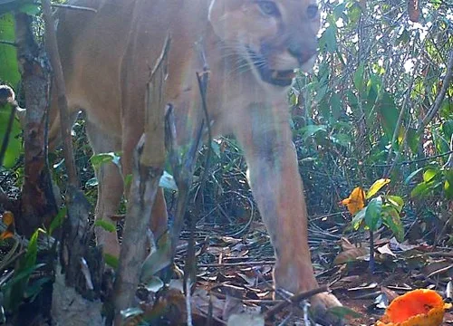 Onça é flagrada por câmeras em sítio em Afonso Cláudio