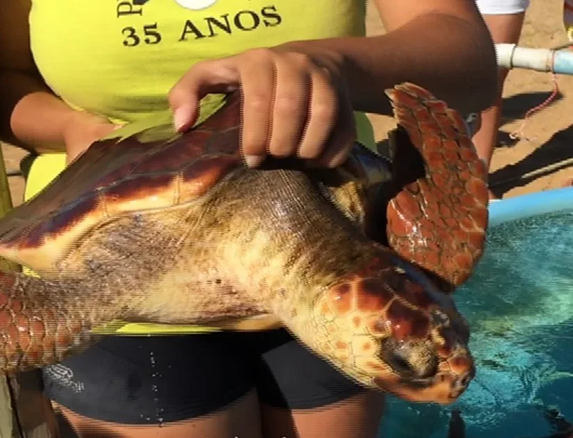 Turistas lotam o balneário de Regência para acompanhar a desova das tartarugas marinhas