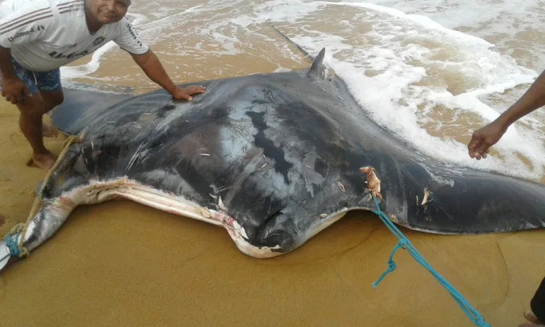 Arraia gigante é capturada por pescadores em praia de Vila Velha