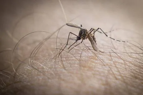 Aumento de casos de dengue preocupa setores da saúde em todo Brasil. Na foto um mosquito da dengue. SANTOS/SP, Brasil 16/05/2014. (Foto: Douglas Aby Saber / Fotoarena)