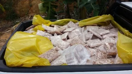 Cerca de 75 toneladas de pescado são apreendidos na operação ‘Makaira’ em Piúma