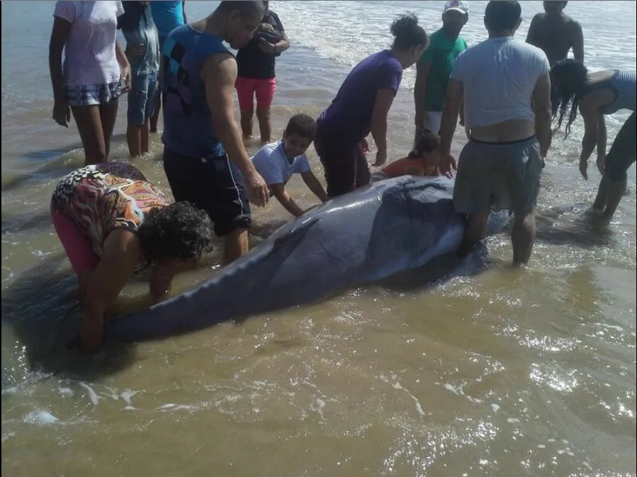 Baleia Jubarte encalha em Conceição da Barra