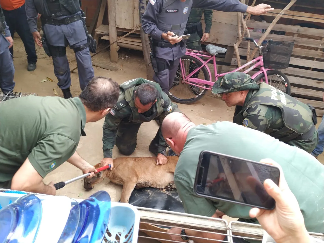 VÍDEO | Onça refugiada em quintal de residência é capturada em Baixo Guandu