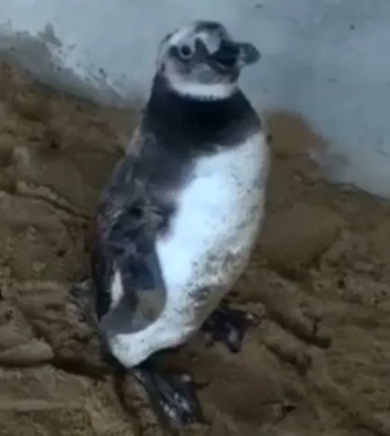 Pinguim aparece em praia de Iriri e surpreende banhistas. Veja o vídeo!