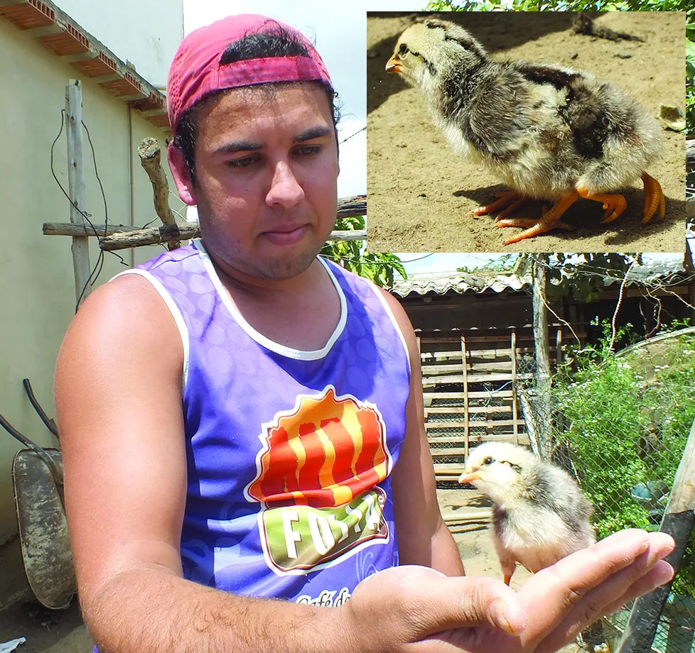 Pintinho nasce com quatro patas e é batizado de 'Tunado' em Nova Venécia