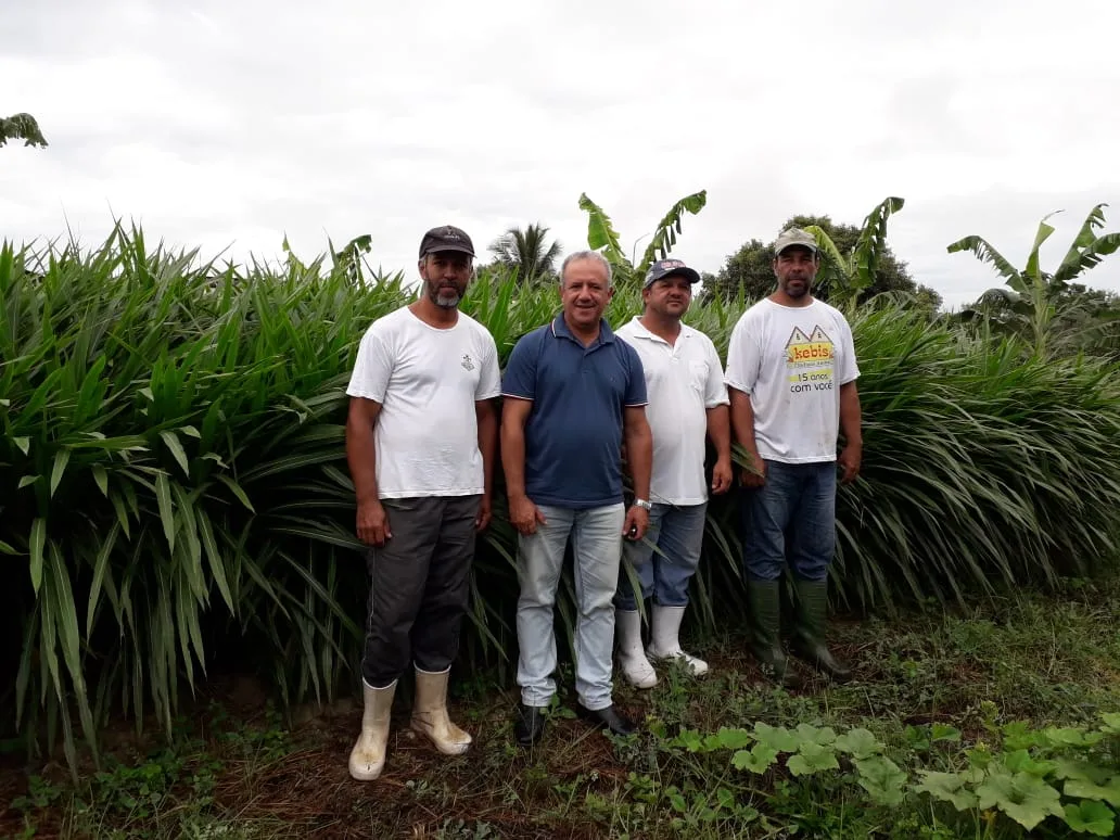 Investimento em gado jersey garante alto padrão de qualidade do leite no sul do estado