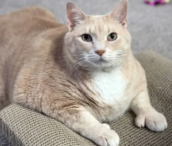 Gato de 15kg faz sucesso na internet e entra na dieta