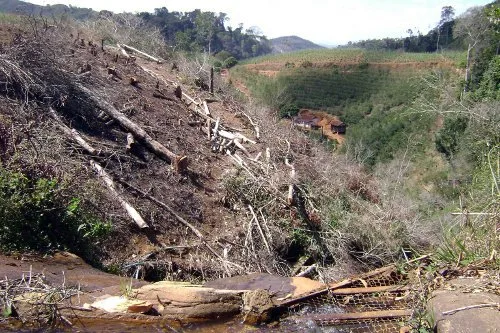 Mais de três mil metros de Mata Atlântica devastados para plantio de café em Itarana