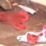 Vídeo: mulher se desespera ao ser diagnosticada com câncer e arranca o próprio seio