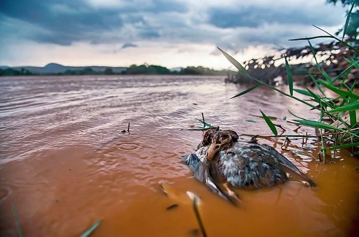 Ibama aplica nova multa à Samarco, agora no valor de R$ 1 milhão