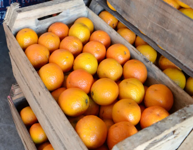 Governo pode renegociar dívida de produtores de laranja