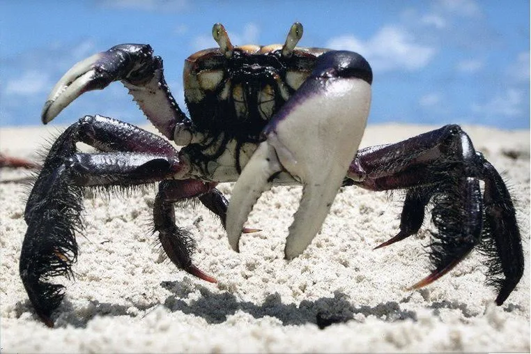 Comercialização do caranguejo está proibida a partir desta segunda-feira no ES