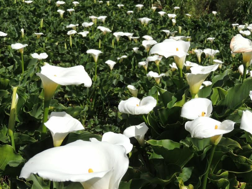 Família capixaba se dedica ao cultivo de copos-de-leite e colhe 4 mil dúzias por semana