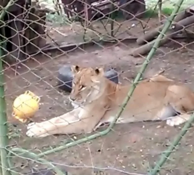 Leoa Argentina que sofreu maus-tratos e corre o risco de ser sacrificada pode ser abrigada no Estado