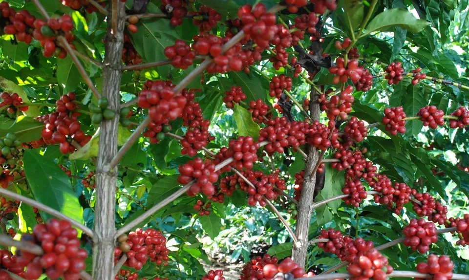 Café: Espírito Santo registra maior produtividade da história