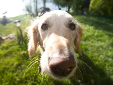 Lei permite enterro de animais nos cemitérios públicos do Rio de Janeiro