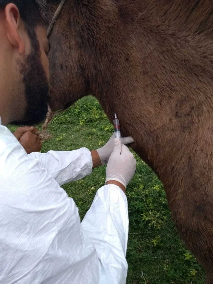 Estado registra caso de Febre do Nilo após morte de cavalo