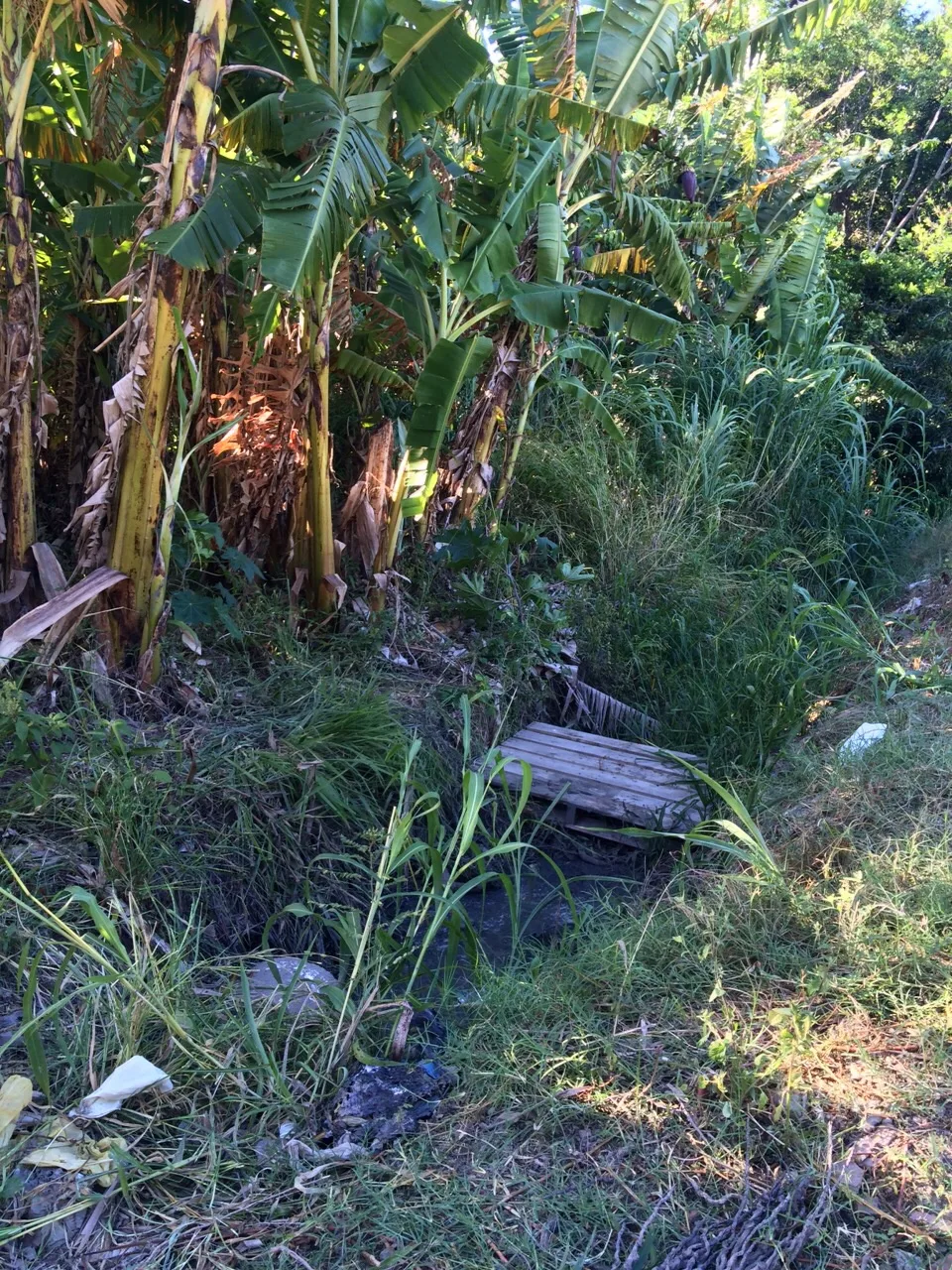 Rapaz é encontrado morto em matagal na Serra após sair de festa rave