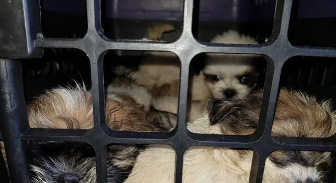 Filhotes de cachorro são encontrados em situação de maus tratos dentro de carro na Bahia