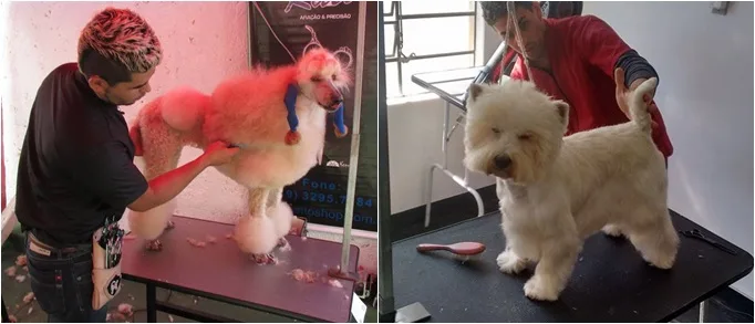 Feira pet de Vitória recebe concurso nacional para eleger o penteado canino mais bonito