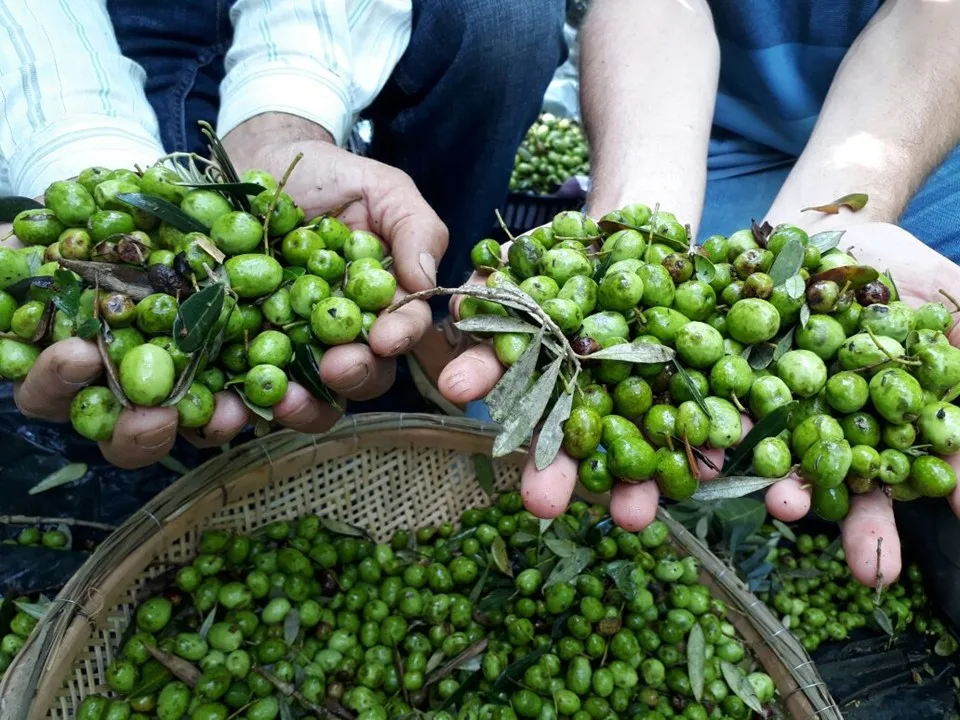 Espírito Santo produz primeiro lote de azeite, chamado de 'Esmeralda Capixaba'