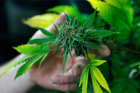 A fully budded marijuana plant ready for trimming is seen at the Botanacare marijuana store ahead of their grand opening on New Year’s day in Northglenn, Colorado December 31, 2013. The world’s first state-licensed marijuana retailers, catering to Colorado’s newly legal recreational market for pot, are stocking their shelves ahead of their January 1, 2014, […]