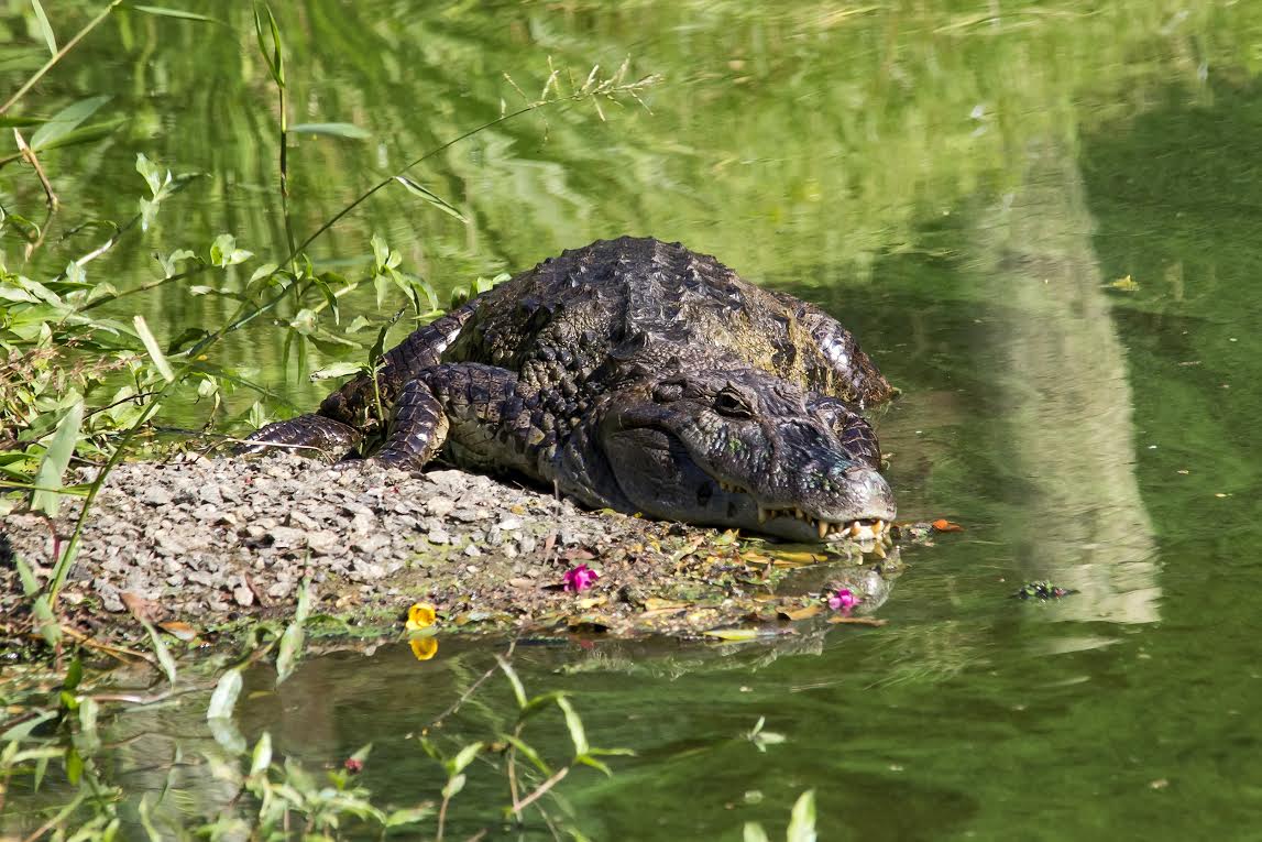 Projeto capixaba de preservação de jacarés e da Mata Atlântica é referência no Brasil