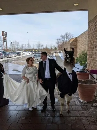 Promessa cumprida! Americano leva lhama vestida com smoking no casamento da irmã