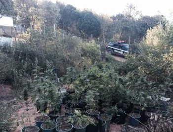 Plantação com mais de 500 pés de maconha é descoberto pela polícia em Guarapari