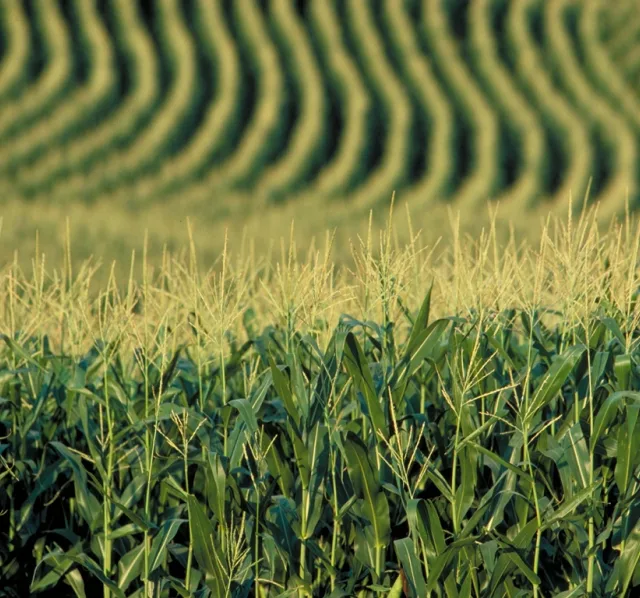 Prazo para agricultor familiar concorrer a edital da Conab vai até dia 23