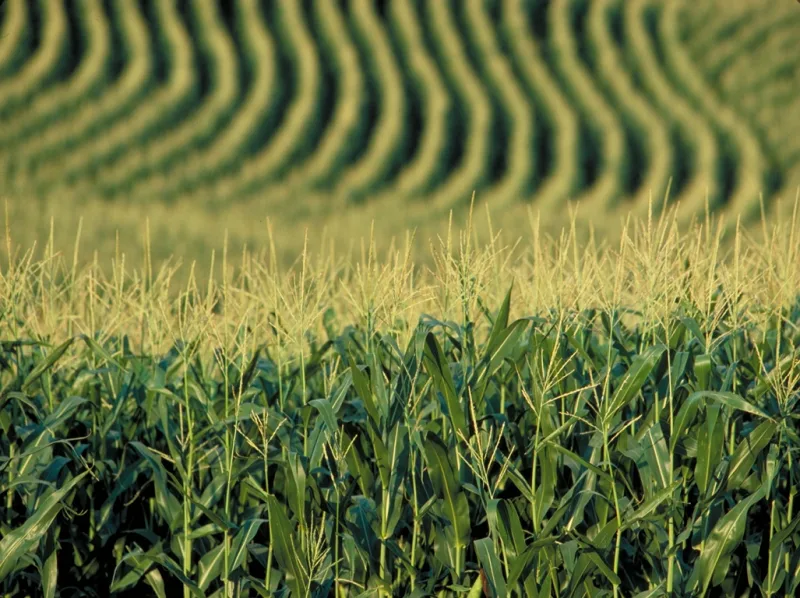 Prazo para agricultor familiar concorrer a edital da Conab vai até dia 23